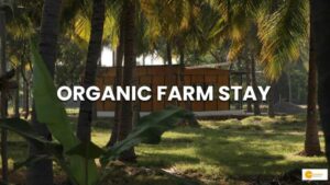 Read more about the article बंजर पड़ी ज़मीन को कपल ने बनाया जंगल, सैंकड़ों पेड़ों और खेत के साथ आज बन गया अनोखा ऑर्गेनिक फार्म स्टे!