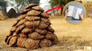 Read more about the article Jaipur-based Firm Turns Cow Dung into Paper and Various Other Products