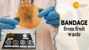 Read more about the article ANTIBACTERIAL BANDAGE MADE FROM FRUIT WASTE