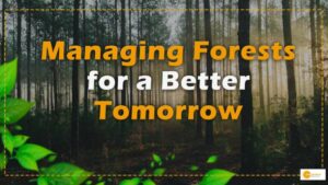 Read more about the article Managing Forests for a Better Tomorrow: The Importance of Sustainable Forest Management
