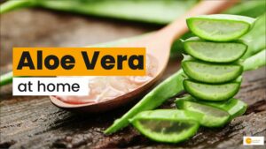 Read more about the article Aloe Vera: सेहत से लेकर पर्यावरण तक इस पौधे के कई फायदे, Kitchen garden में लगाना भी आसान!