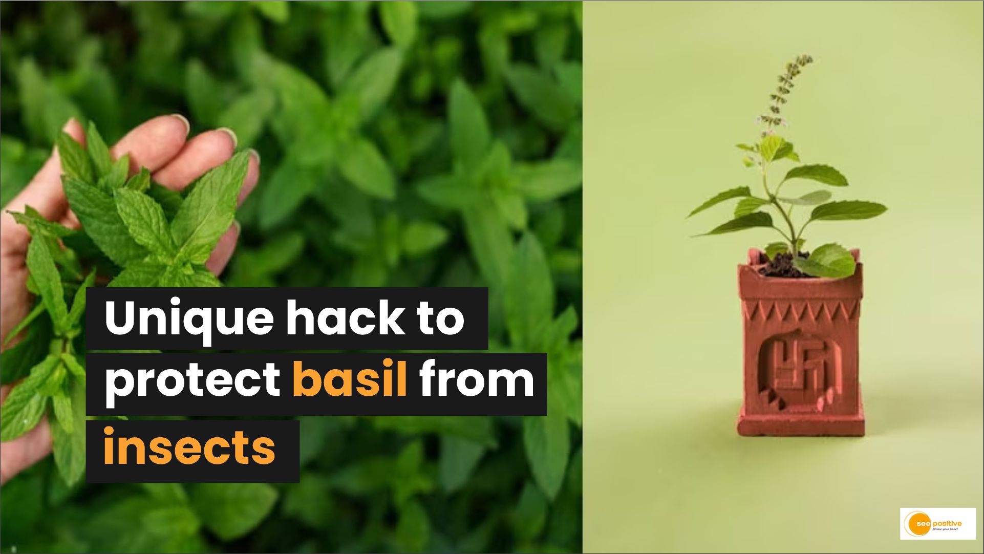 Protect basil from insects