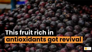 Read more about the article Antioxidants revived: खत्म हो रहे एंटीऑक्सीडेंट से भरपूर इस फल को मिला पुनर्जीवन!