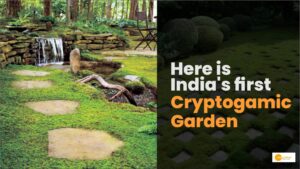 Read more about the article Cryptogamic Garden: जुरासिक इरा के पौधों को प्रोटेक्ट करने भारत में यहां बना पहला गार्डन!