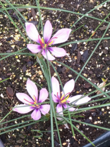 Read more about the article घर में उगा सकते हैं लाखों में बिकने वाला केसर..