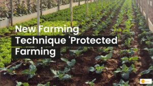 Read more about the article Protected Farming: किसानों के लिए फायदेमंद साबित हो रही खेती की ये नई टेक्नीक!