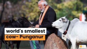Read more about the article The World’s Smallest Cow Is In  India, Check Out Details