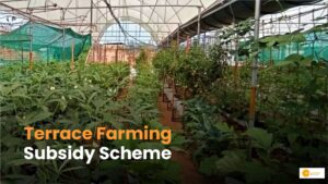 Read more about the article Farming Bed Scheme: बागवानी के लिए सरकार दे रही मदद, जमीन नहीं है फिर भी ले सकते हैं फायदा!