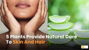 Read more about the article Natural Care: स्किन और हेयर के लिए फायदेमंद ये पौधे, जानते हैं आप?