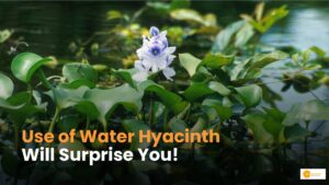 Read more about the article Water hyacinth product: महिला किसान बना रही जलकुंभी से खूबसूरत प्रोडक्ट, जानिए कितनी है कमाई?