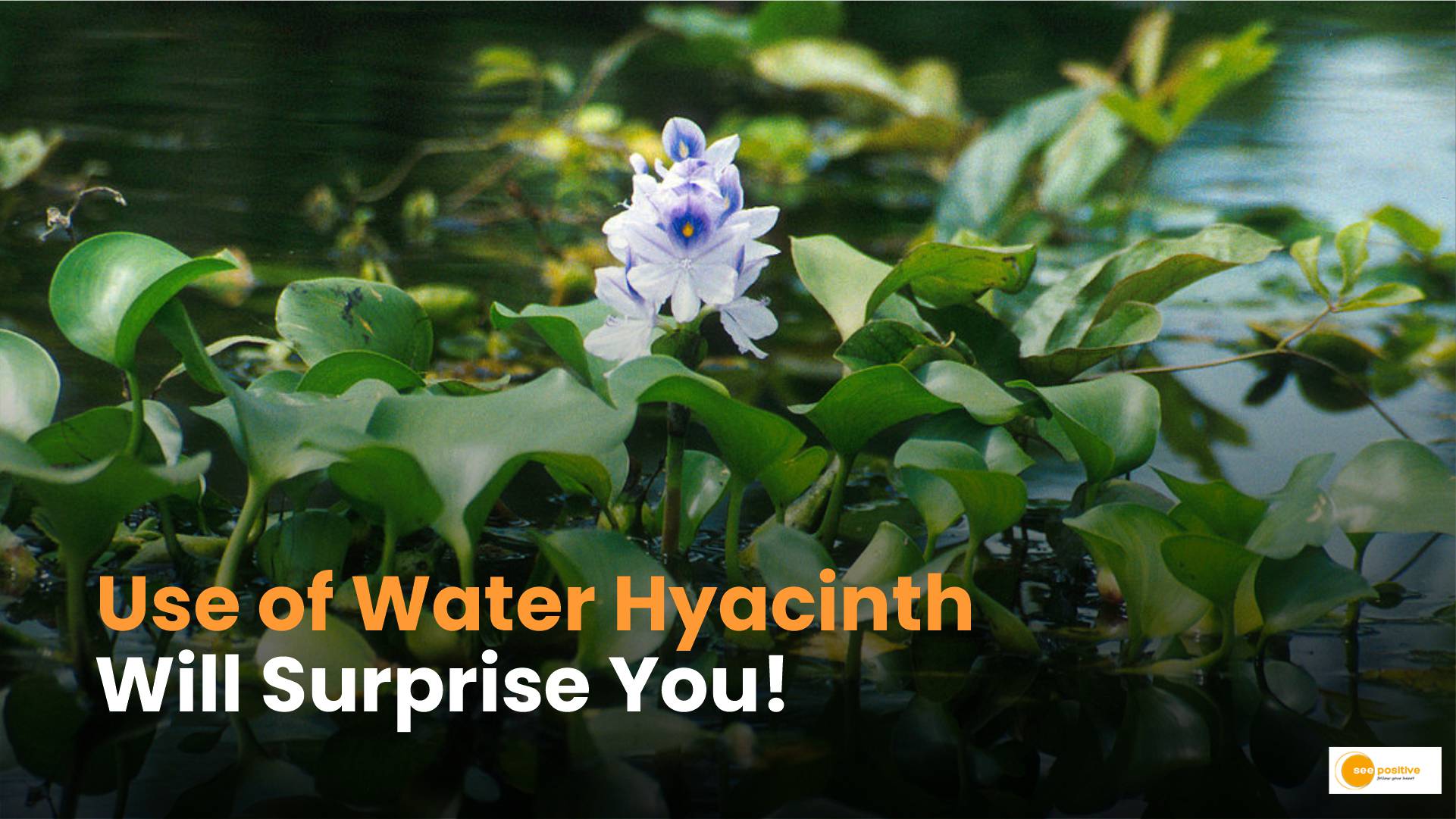 Water hyacinth product
