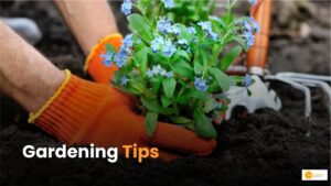Read more about the article Gardening Tips: गार्डनिंग शुरू करने के लिए क्या करें, यहां है जवाब!