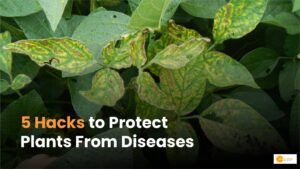 Read more about the article Plant care: पौधों को बीमारियों से कैसे बचाएं, काम आएंगे ये घरेलू तरीके!