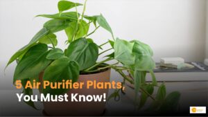 Read more about the article Air Purifier Plants: हवा को शुद्ध करने के साथ ही गंभीर बीमारियों से सुरक्षा देते ये पौधे!