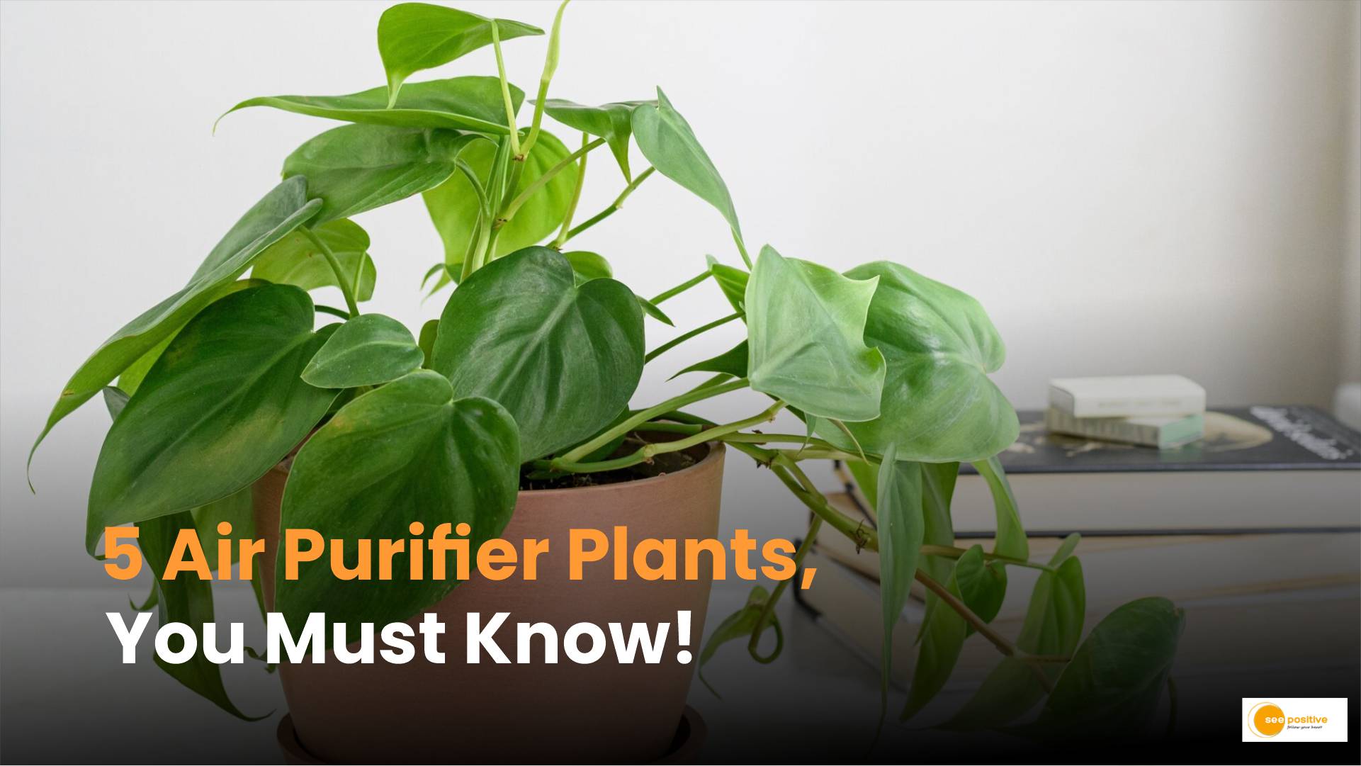 Air Purifier Plants