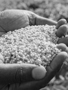 Read more about the article Colours of development- A story of transformation in Indian Agriculture