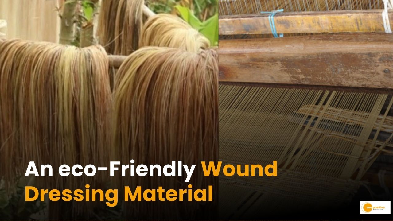 Eco-Friendly Wound Dressing Inspired by Banana Fibers