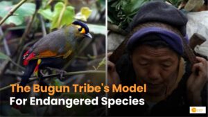 Read more about the article Endangered Species: How an Indian Tribe Became Champions of Conservation? 
