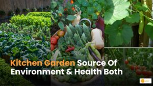 Read more about the article सेहत के साथ पर्यावरण को भी संवारता Kitchen Garden!