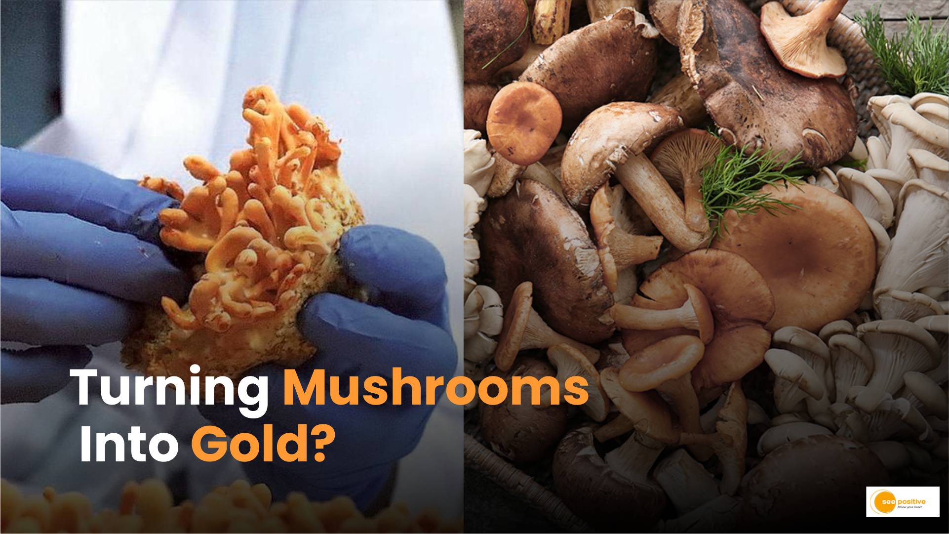 Turning Mushrooms into Gold