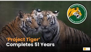Read more about the article Project Tiger क्या है? बाघों को बचाने की इस मुहीम को हुए पूरे 51 साल!