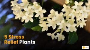 Read more about the article Stress Relief Plants: स्ट्रेस दूर करते हैं ये पौधे, आयुर्वेदिक गुणों से हैं भरपूर!