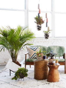 Read more about the article These Stress Relief Plants full of Ayurvedic properties must be at your home!