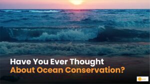 Read more about the article Ocean Conservation: क्यों जरूरी है समुद्रों को बचाना?