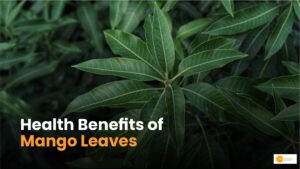 Read more about the article 8 Lesser-Known Benefits of Mango Leaves