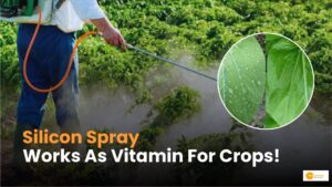 Read more about the article Silicon spray: कैसे मिलता है फसलों को? सिलिकॉन स्प्रे करता है मदद?