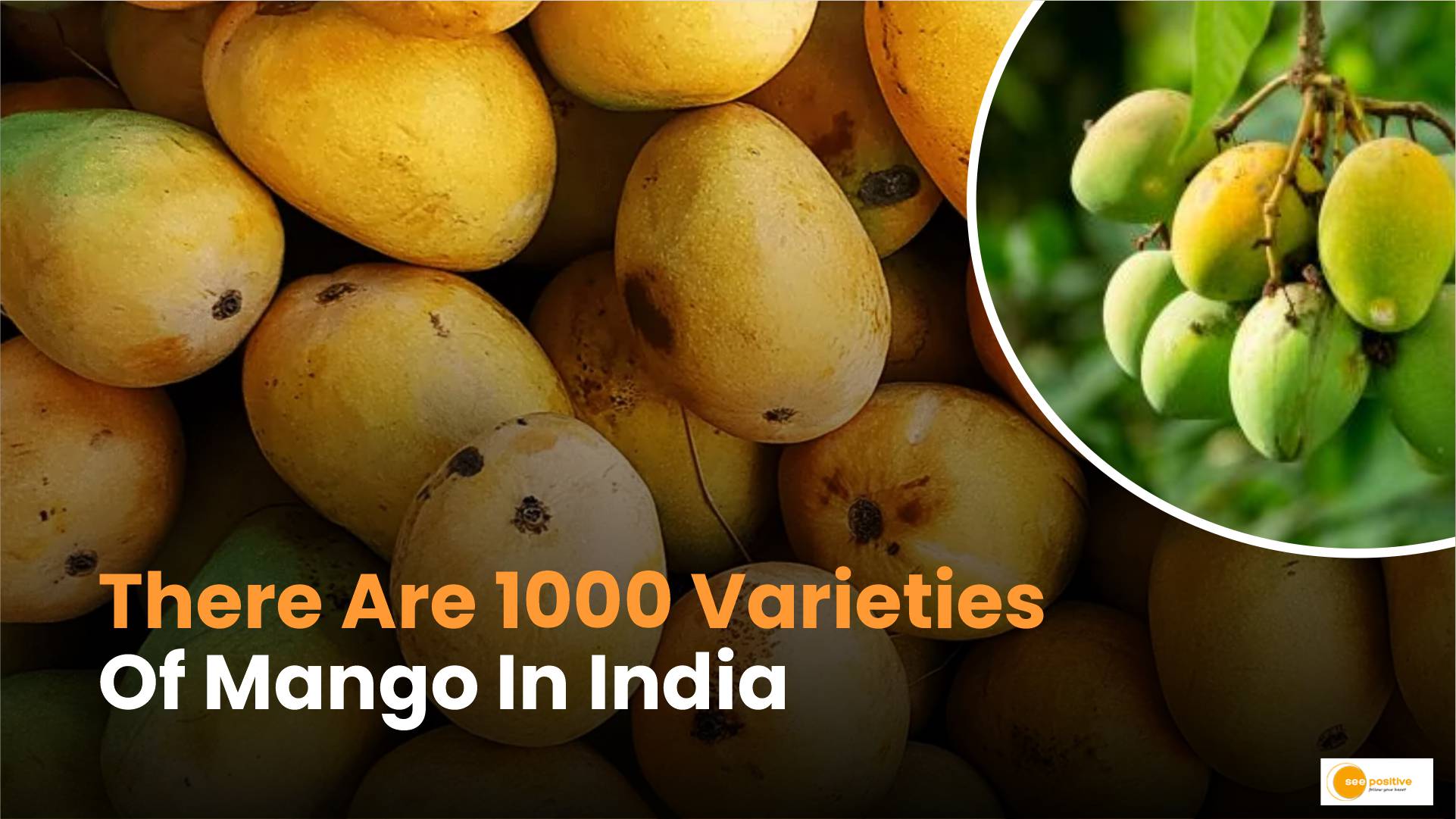 Varieties of mango in India