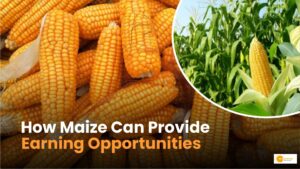 Read more about the article Benefits of maize farming: मक्का लगाकर कैसे कमा सकते हैं मुनाफा?