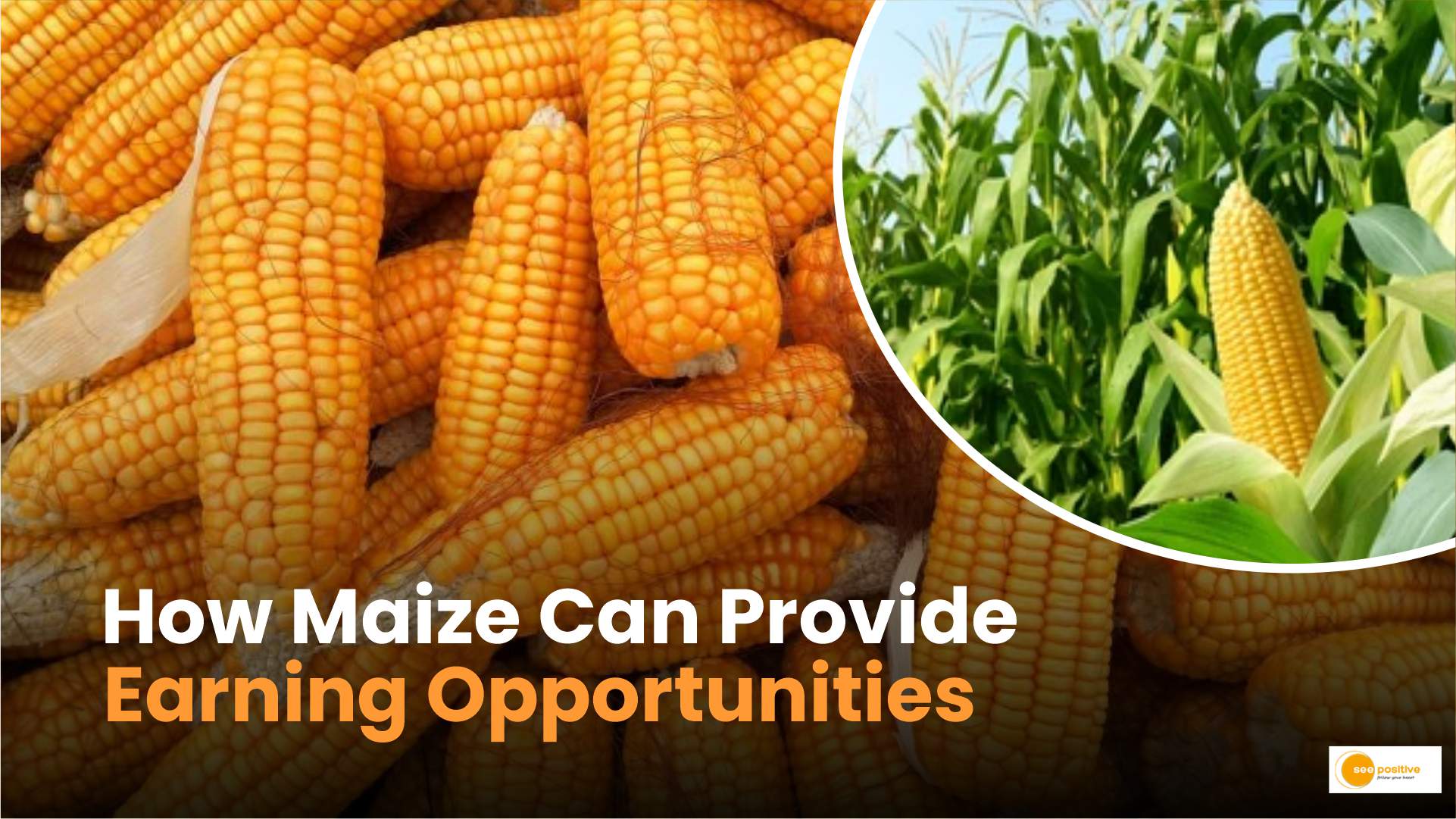 Benefits of maize farming