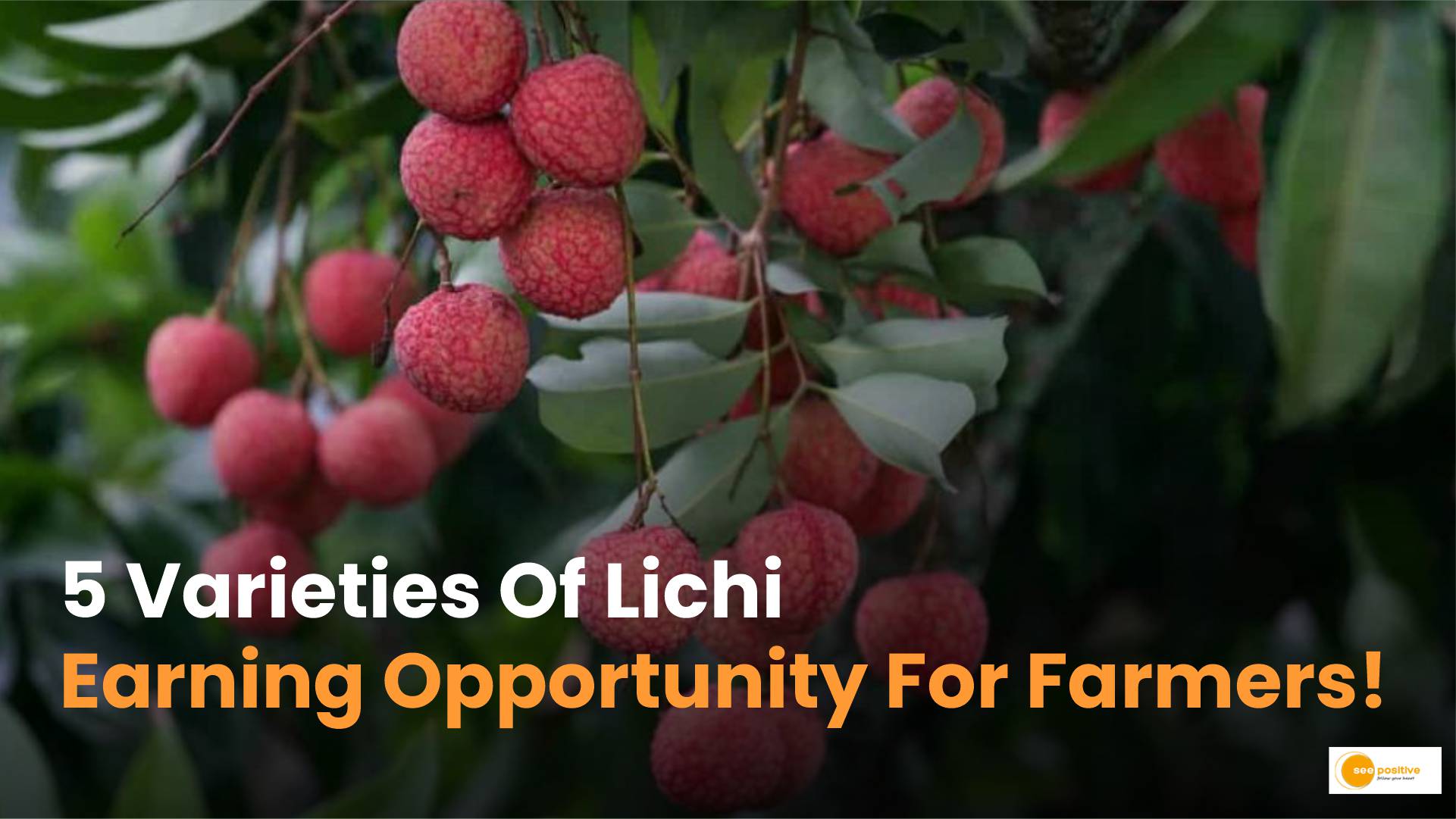 Lichi Farming