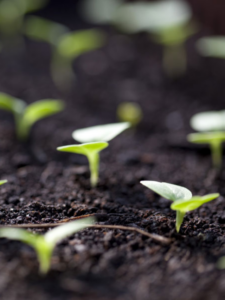 Read more about the article 10 ways to protect your plants during summer in India