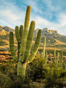 Read more about the article What is plant blindness?