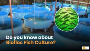Read more about the article Biofloc Fish Culture: मछली पालन की ये पद्धति किसानों के लिए वरदान!