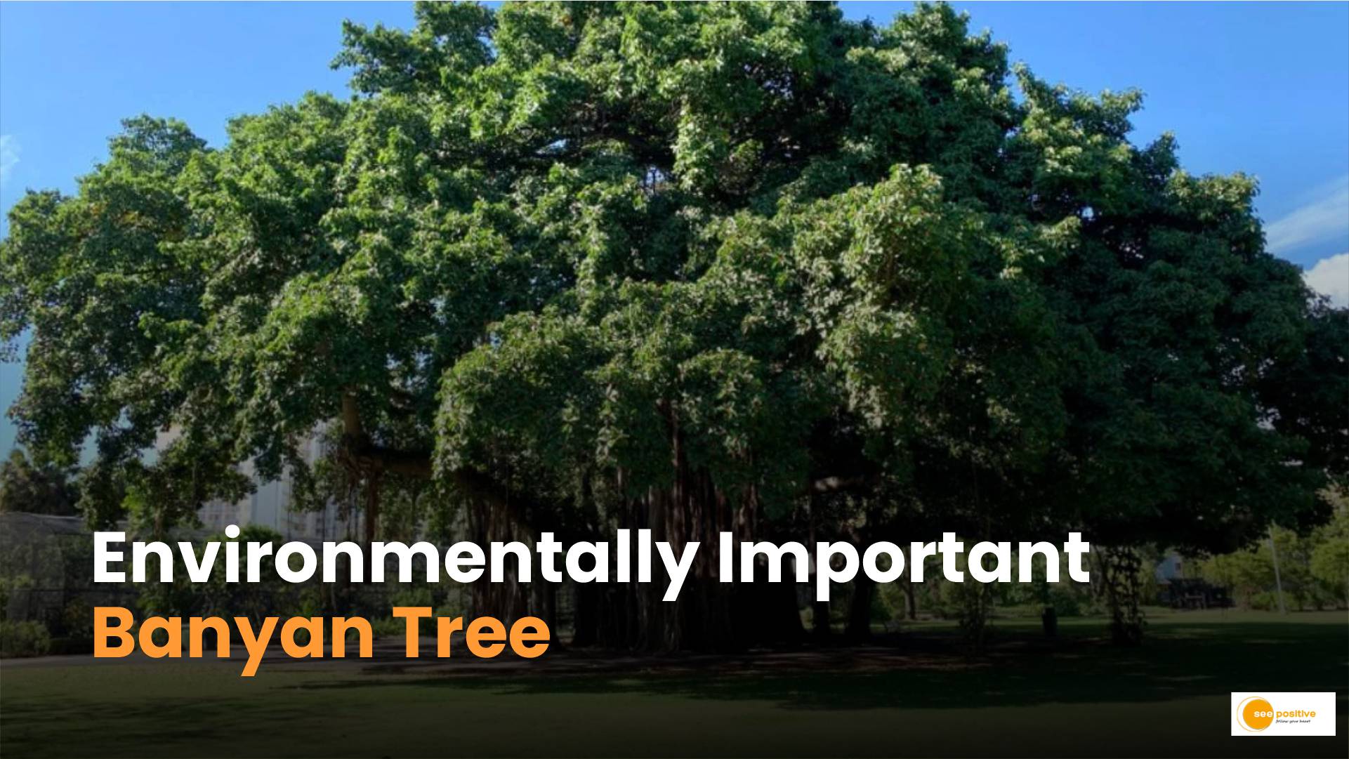 ‘Banyan Tree’ Importance