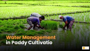 Read more about the article Paddy cultivation: धान की खेती कर रहे हैं तो ये तरीका होगा फायदेमंद!