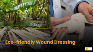 Read more about the article Indian Scientists Develop Eco-friendly Wound Dressing Using Banana Fibres