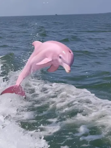 Read more about the article Pink Dolphin in North Carolina: Fact or Fiction?
