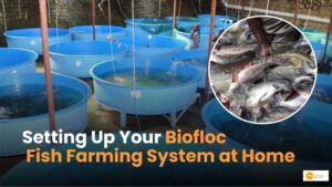Read more about the article How to Start Biofloc Fish Farming Business at Home