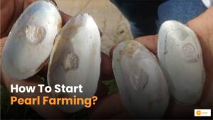 Read more about the article Pearl Farming: How to Earn Lakhs by Growing Pearls, A Comprehensive Guide