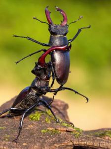 Read more about the article दुनिया का सबसे महंगा कीड़ा! मात्र 5 ग्राम में 75 लाख!!