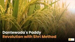 Read more about the article Transforming Rice Cultivation in Dantewada