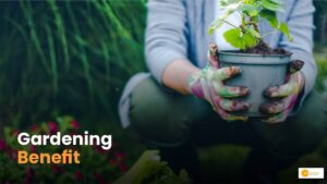Read more about the article Gardening Benefit: घर में गार्डिनिंग के हैं कई फायदे: जानें क्या?
