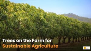 Read more about the article Agro forestry: What is Agro forestry and How Does It Benefit?