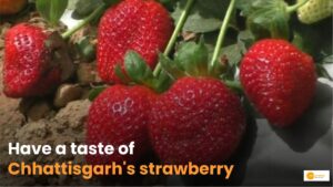 Read more about the article Strawberry Farming: छत्तीसगढ़ में हो रही है स्ट्रॉबेरी के की किस्मों की खेती