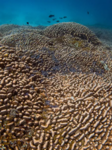 Read more about the article World’s Largest Coral Discovered in the Pacific Ocean