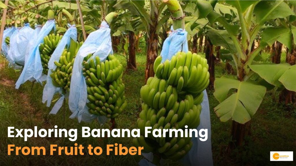 Banana Farming: केले के फल, तने और पत्तियों से भी कमा सकते हैं मुनाफा